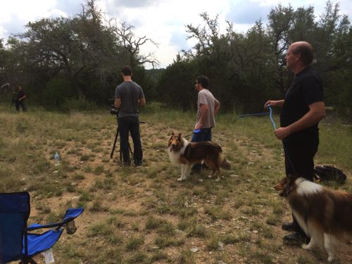HollywoodHoneytreeColliesBehindTheScenes 14collie.jpg